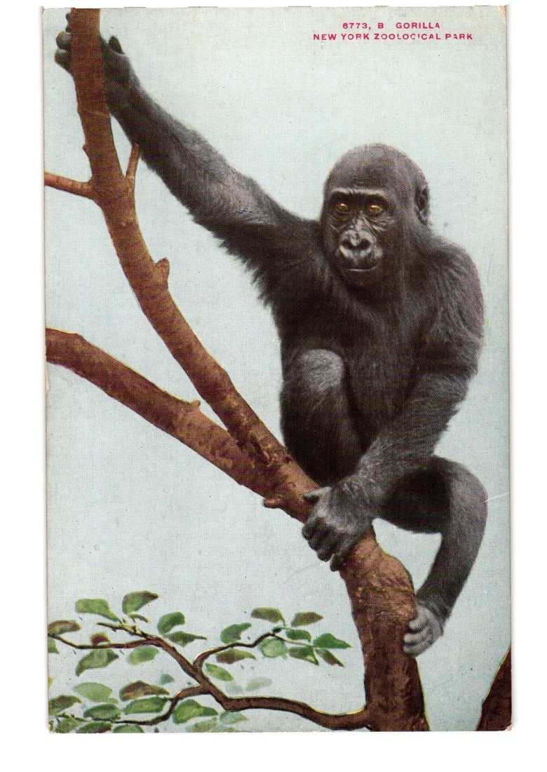 A striking early 20th century postcard depicting a Gorilla at New York Zoological Park.: A gorilla is depicted holding onto a tree branch, positioned in the center of the frame and facing forward. The primate's left arm extends upwards, grasping a thick branch, while its right arm and leg