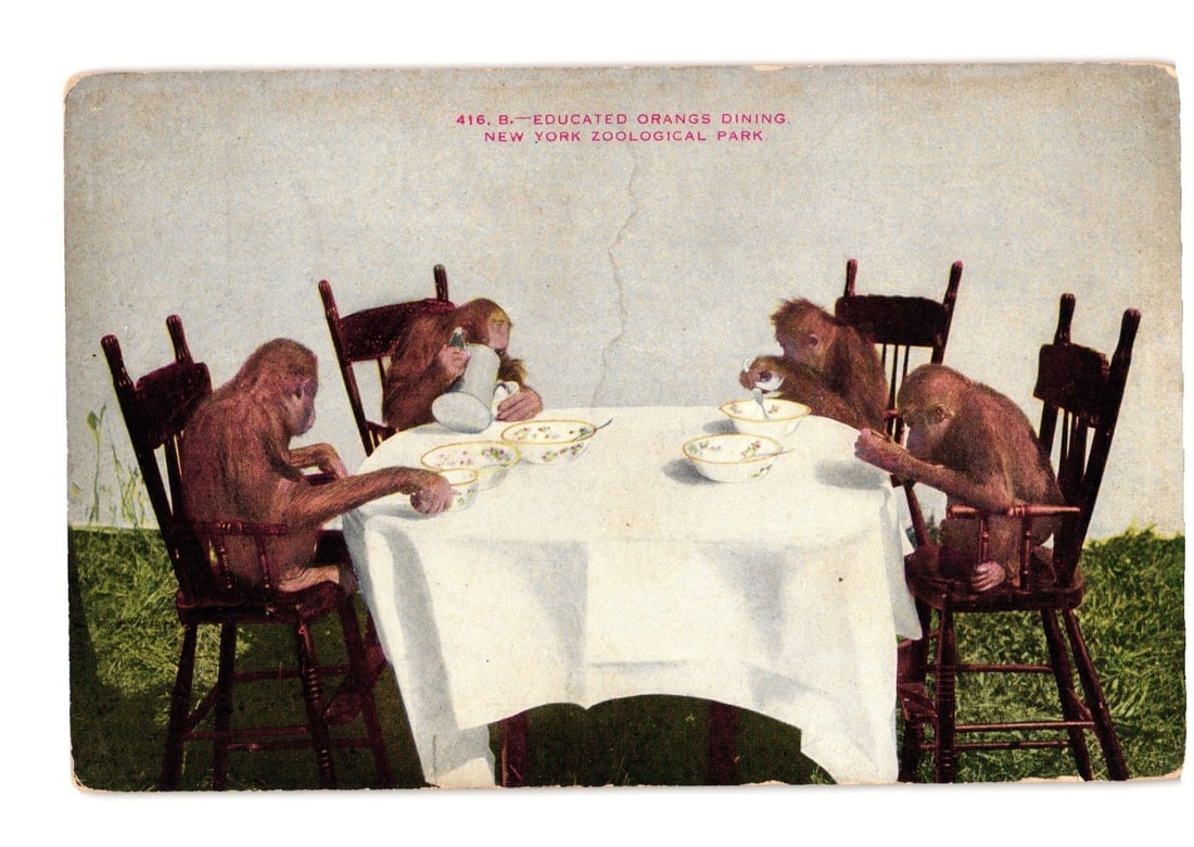 Colorized photographic postcard depicting educated orangutans dining at New York Zoological Park.: A colorized photographic image depicts four orangutans seated around a white-covered dining table. Each orangutan occupies a wooden chair and interacts with bowls or cups on the table. The background 