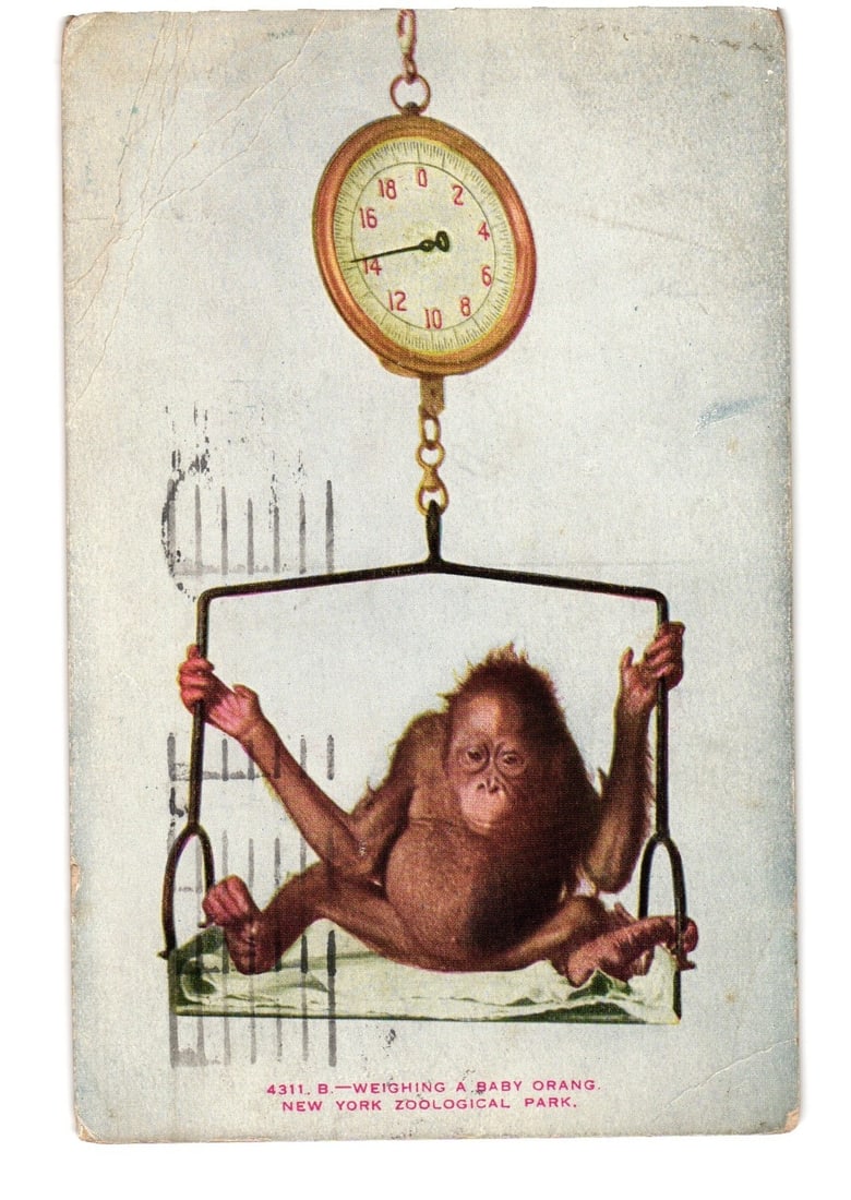 Weighing a Baby Orangutan at New York Zoological Park - Early 20th Century Animal Postcard: A baby orangutan is shown seated in a weighing sling suspended from a brass-colored circular scale. The scale indicates a weight between 13 and 14, with numbers from 0 to 18 visible. The orangutan has