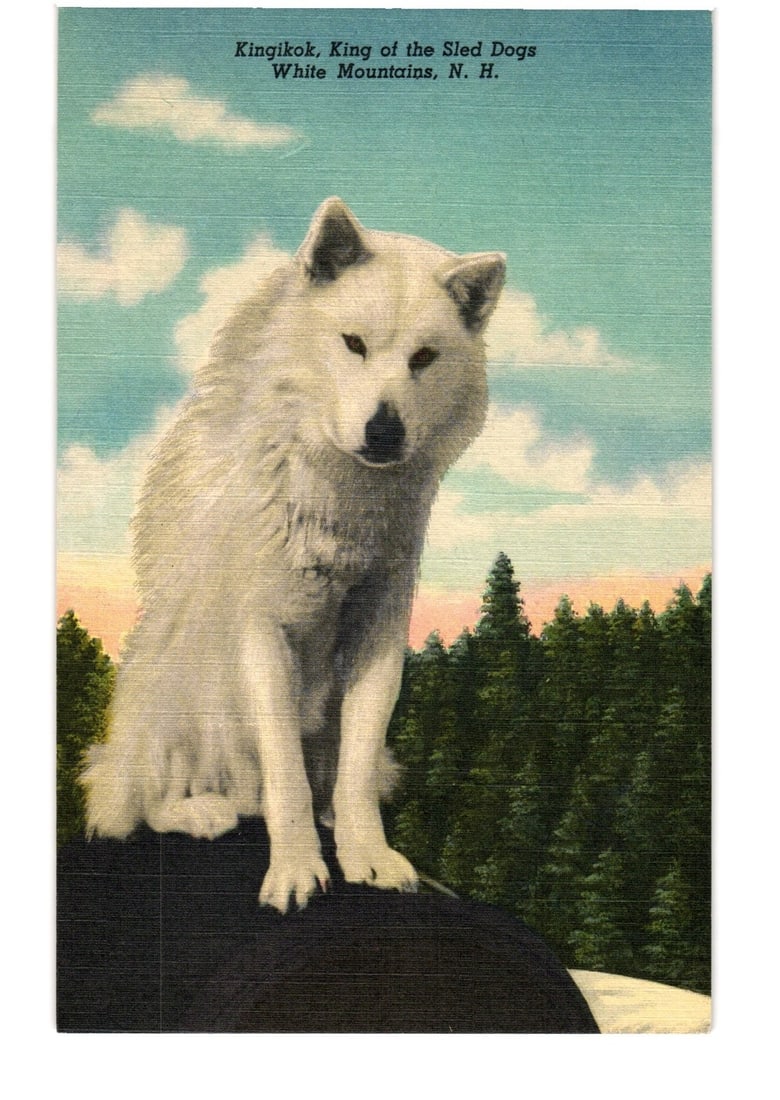 Prominent portrait postcard of Kingikok, King of the Sled Dogs, White Mountains, New Hampshire: A white sled dog, identified as Kingikok, sits prominently in the foreground on a dark, rocky surface, gazing directly forward. Behind the dog, a dense evergreen forest stretches across the midground 