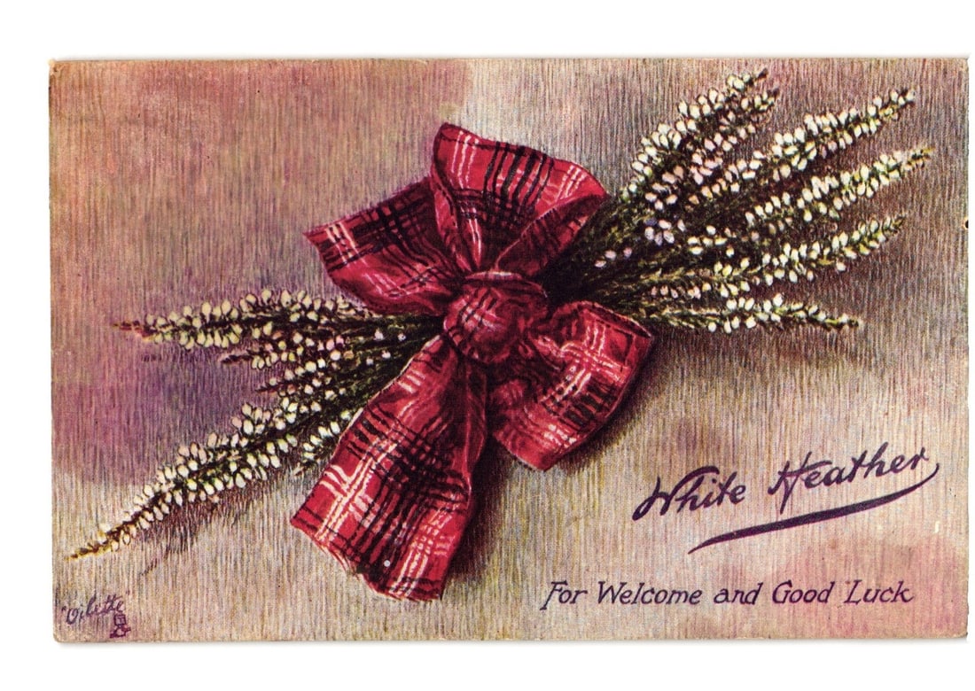 Oilette Chromolithograph Postcard of White Heather and Plaid Ribbon, Woonsocket, RI, 1903 Postmark (1 of 2)