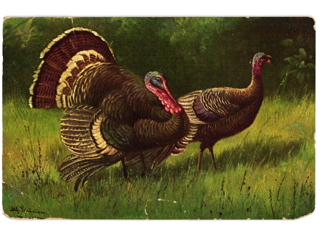 Art postcard depicting two wild turkeys, a displaying tom and a hen, in a vibrant forest setting.: A vibrant chromolithograph depicts two wild turkeys in a natural setting. A male turkey, with its tail fanned and iridescent dark plumage, stands prominently on the left. Its head shows a red wattle. 