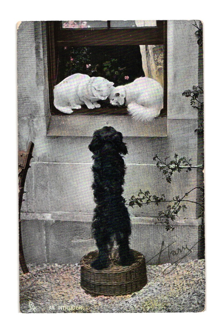 Depiction of Black Dog on Basket Looking Up at Two White Cats in a Window, Early 20th Century: A black, shaggy dog stands on a wicker basket, looking upwards. Two white cats are perched on an exterior window ledge above the dog, facing each other. The scene is set against a stone building with 