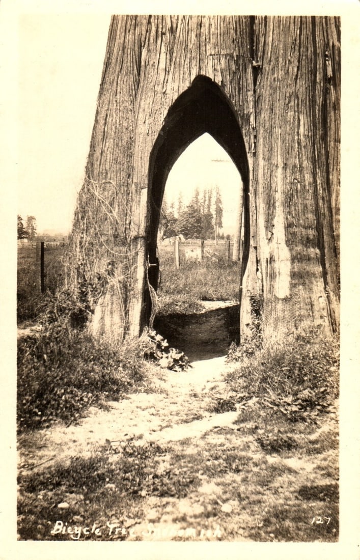 Bicycle Tree Archway in Forest Landscape, Early 20th Century Real Photo postcard: A massive tree trunk with a large, pointed archway, identified as the "Bicycle Tree," dominates the front of this sepia-toned Real Photo Postcard. The perspective is from ground level, looking directl