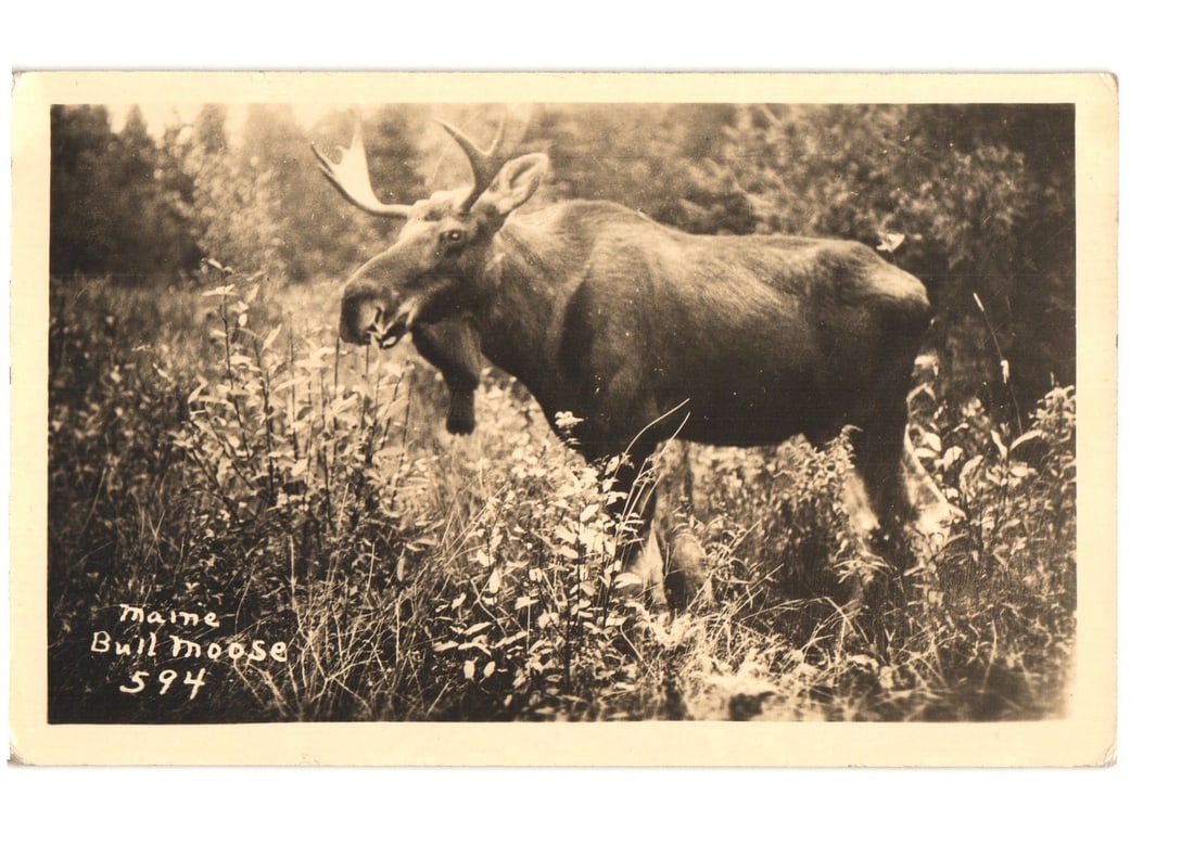 Vintage Photographic Postcard depicting a Bull Moose with Antlers in Foliage, Maine.: A bull moose stands prominently in a field of tall vegetation, captured in a black and white photographic image. The moose is presented in a three-quarter view, facing slightly towards the left, with 