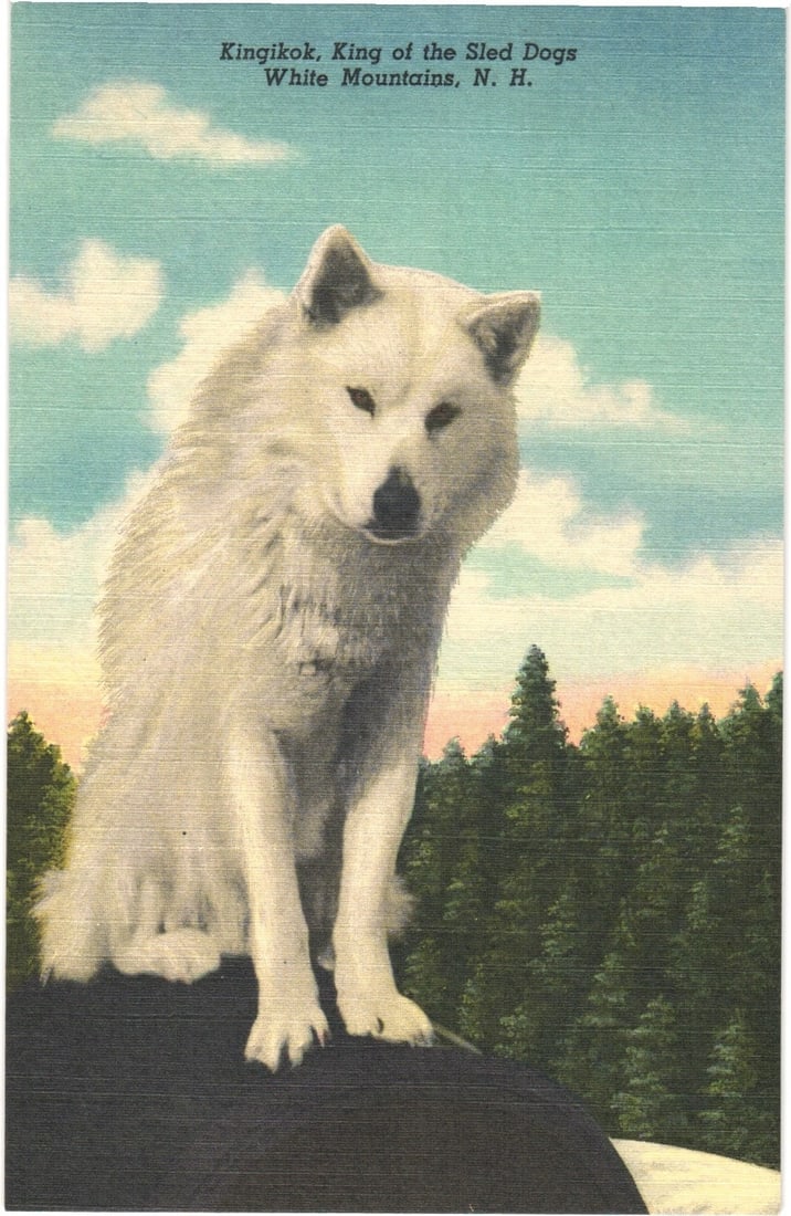 Kingikok, King of the Sled Dogs in the White Mountains, N.H. Scenic Colorized Postcard: A prominent white sled dog, identified as Kingikok, sits centrally on a dark surface, facing the viewer with a slight turn to the right. The dog has thick fur and erect ears. Behind it is a dense line