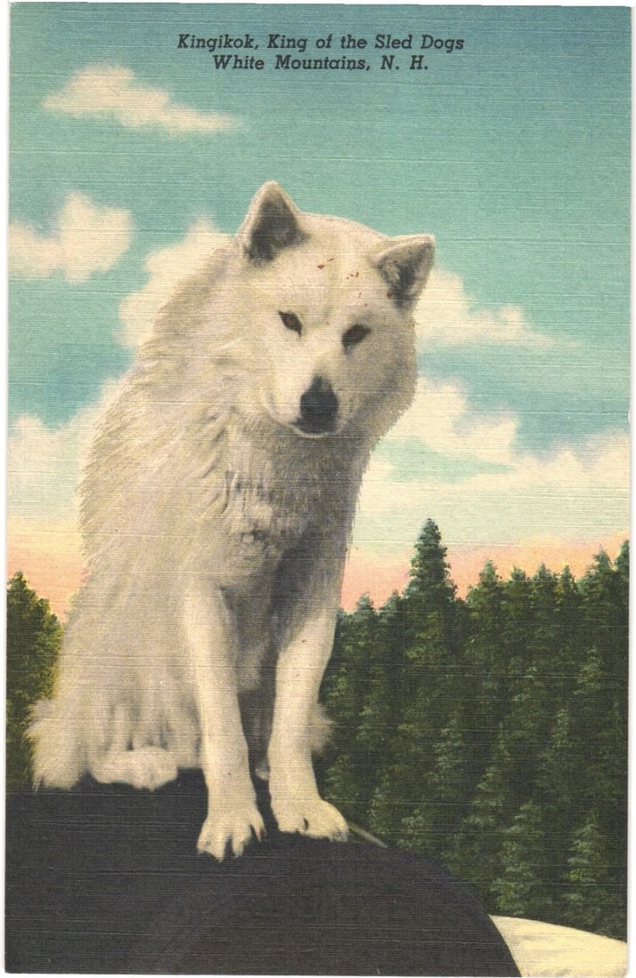 Kingikok, King of the Sled Dogs in the White Mountains, New Hampshire, mid-20th Century postcard: A white sled dog, identified as "Kingikok," is depicted sitting prominently in the foreground, facing the viewer with a slight head tilt. The animal possesses thick white fur, dark eyes, and a black n