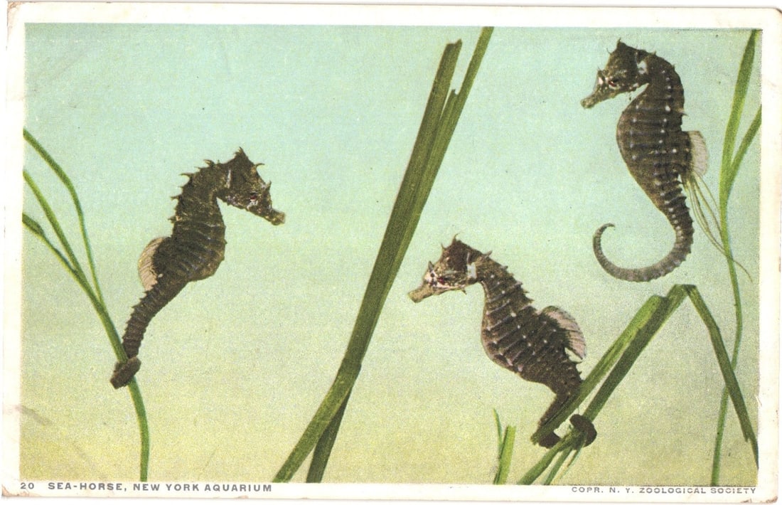 Early 20th Century PHOSTINT Postcard depicting Three Seahorses at New York Aquarium: Three seahorses are depicted in an aquatic environment among vertical strands of green plant life. Two seahorses on the left side of the frame appear in profile, facing right. A third seahorse on the 