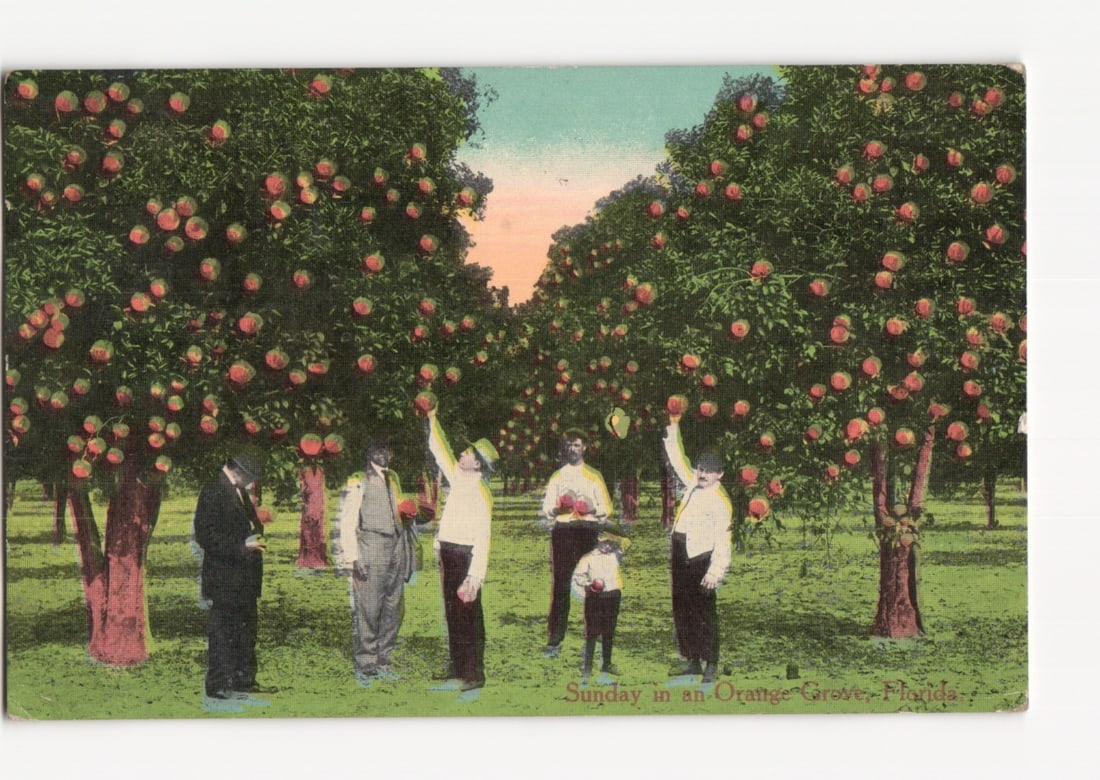 Florida Orange Grove Scene with Six Individuals Harvesting Fruit, 1915 postcard: Please review the photos carefully for additional condition details. Note that scans may appear slightly darker or lighter than the item's true appearance, and minor scanning artifacts may be visible.