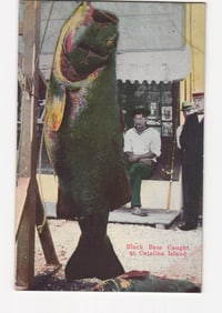Impressive Black Bass catch displayed, Catalina Island, California, 1927 hand-colored photo postcard