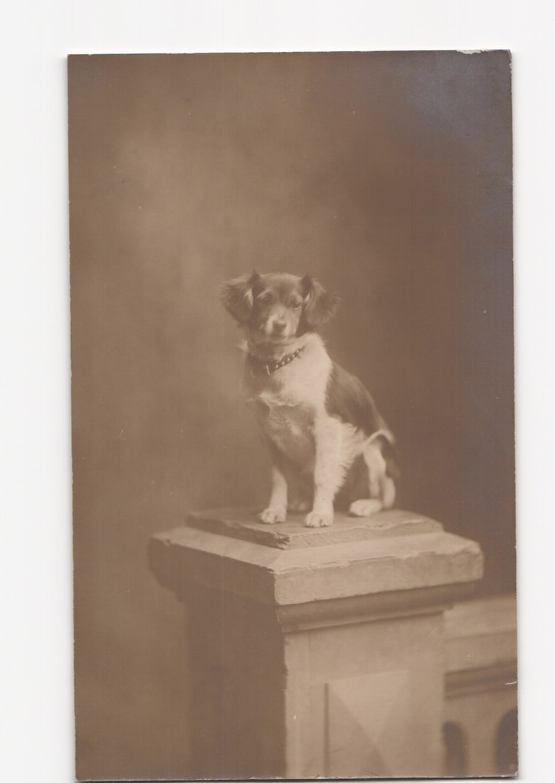 Early 20th-century real photo postcard: Studio portrait of a small dog seated on a pedestal.: Please review the photos carefully for additional condition details. Note that scans may appear slightly darker or lighter than the item's true appearance, and minor scanning artifacts may be visible.