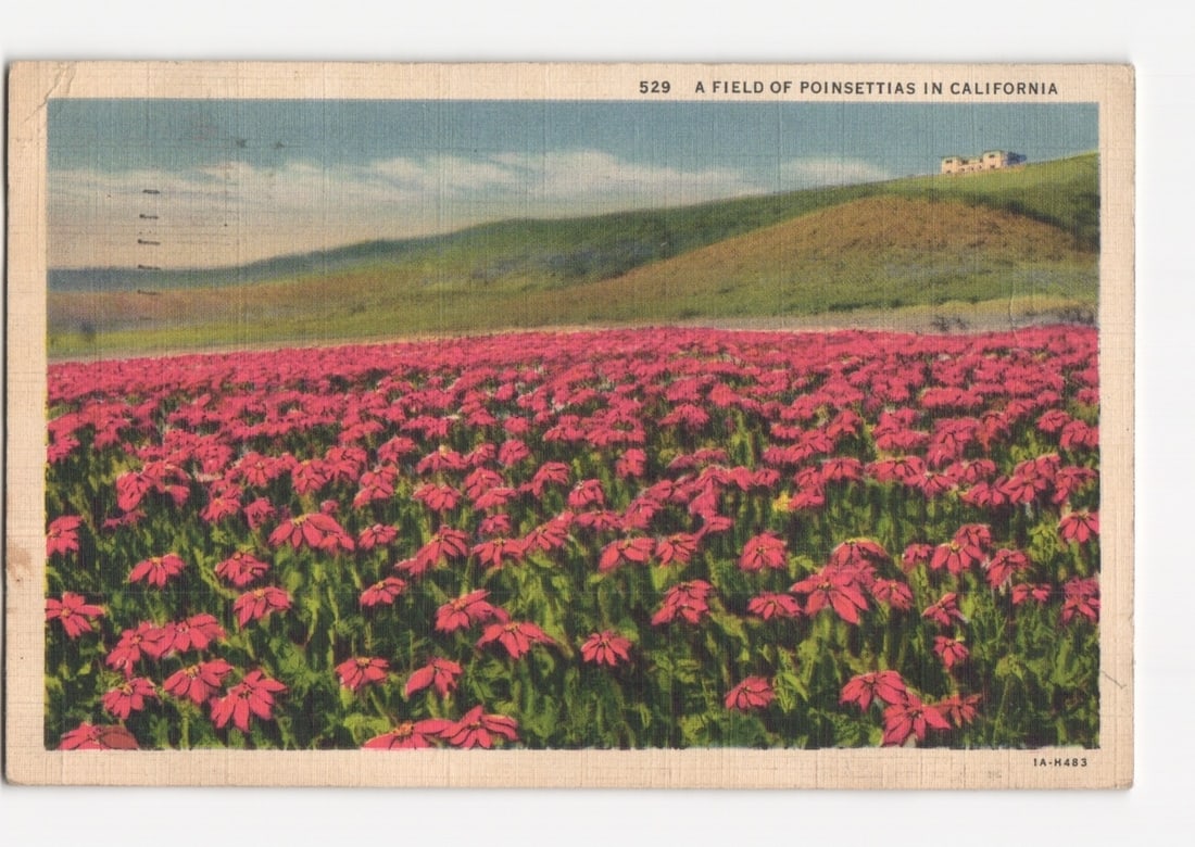 A vast field of vibrant poinsettias in California, a classic 1930s American landscape postcard.: A vast field of red poinsettias fills the foreground, extending towards a gently sloping green and brown hill in the background. Two light-colored buildings with dark roofs are visible on the crest of