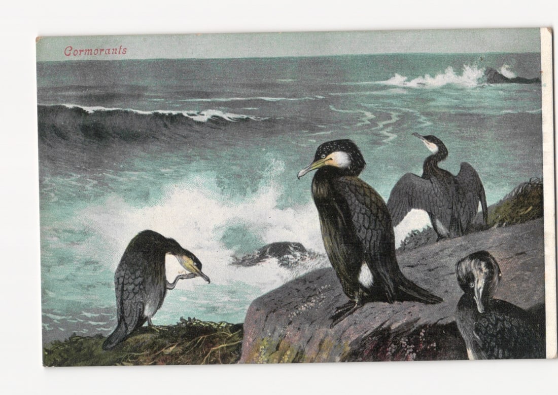 Illustrated postcard depicting cormorants on coastal rocks with a turbulent seascape, printed in (1 of 2)