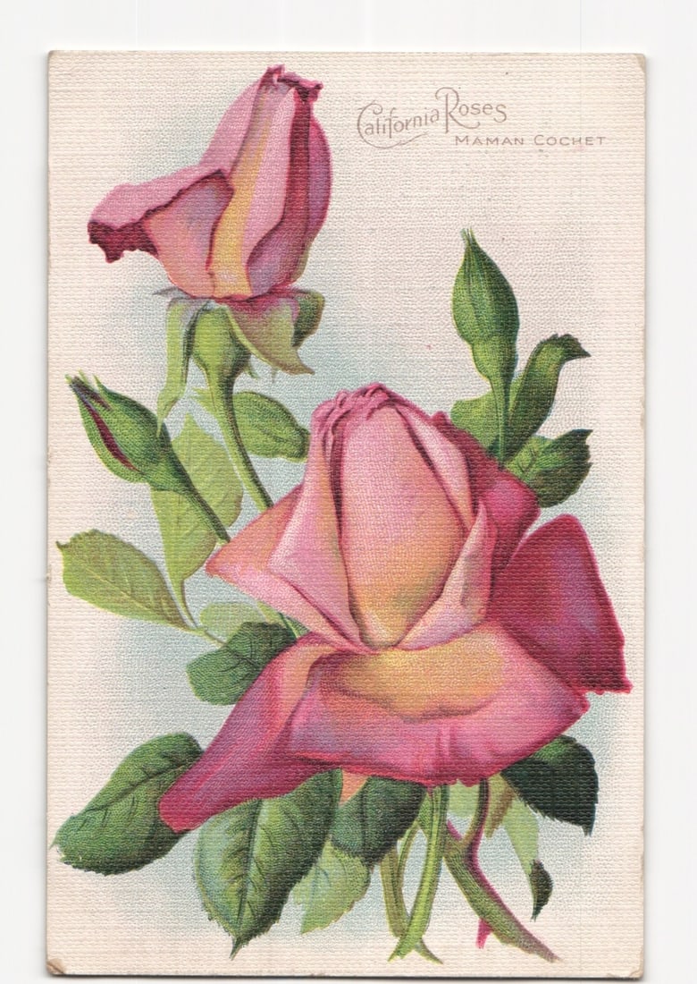 Early 20th Century California Roses Maman Cochet Variety Floral Chromolithograph Postcard: A chromolithograph postcard features two prominent pink and yellow roses, identified as the 'Maman Cochet' variety, with accompanying green leaves and several smaller buds. One rose is depicted in ful