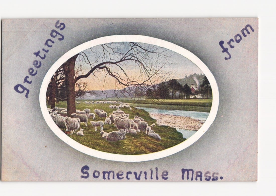 Greetings from Somerville Mass. postcard, featuring a flock of sheep grazing by a river, early 20th: A pastoral scene depicting a flock of white sheep grazing on a green bank beside a calm river. In the background, bare trees line the river, with a small house and smoking chimney visible on the right