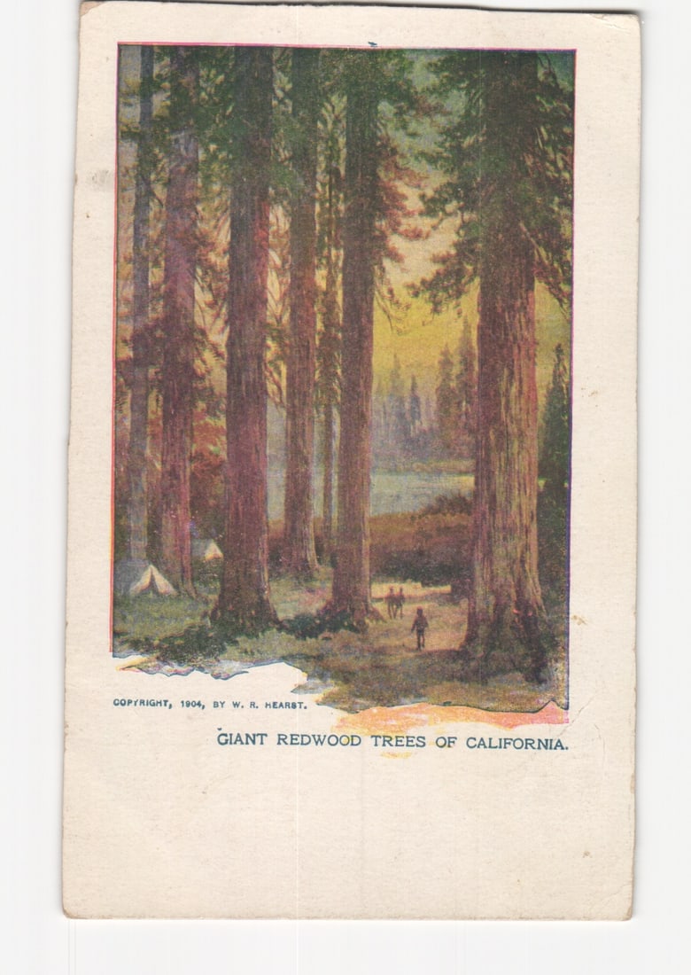 1904 Chromolithograph postcard depicting Giant Redwood Trees of California with campers (1 of 2)