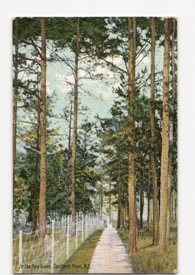 Scenic Path through Pine Grove, Southern Pines, North Carolina, 1903 Divided Back Postcard (1 of 2)