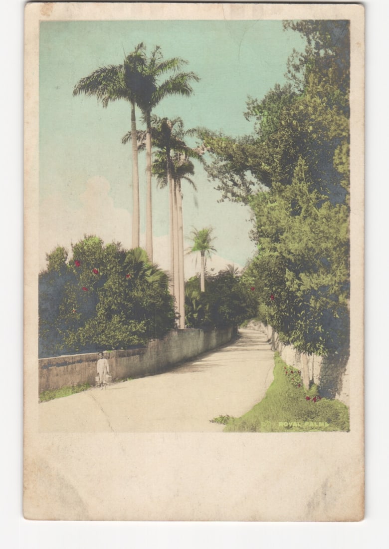 Hamilton, Bermuda Tropical Road with Tall Palm Trees and Figure, early 20th century postcard: A winding road stretches into the distance, flanked by lush tropical vegetation under a pale blue sky. On the left, several very tall palm trees, likely royal palms, rise above a low stone wall. A sol