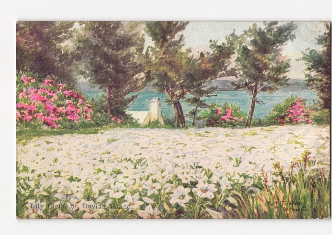 Scenic postcard of a vibrant lily field with water and trees on St. David's Island, Bermuda. (1 of 2)