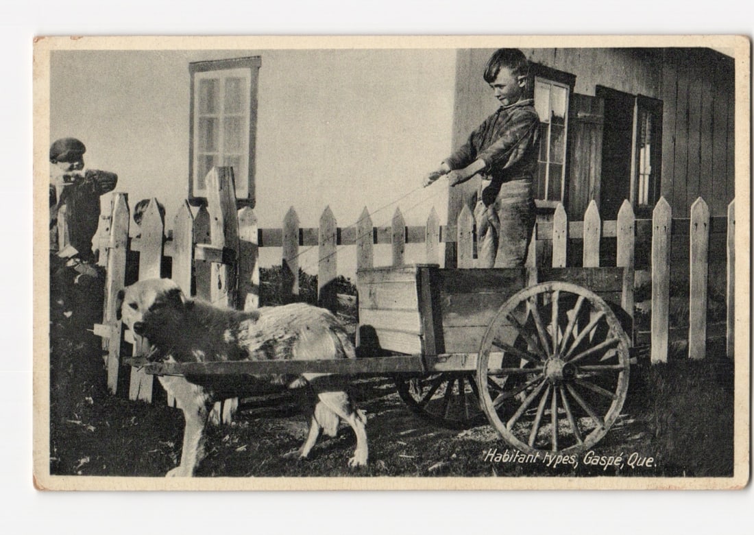 Habitant Types: Boy Guiding Dog Pulling Cart by Wooden Picket Fence, Gaspe, Quebec Postcard (1 of 2)