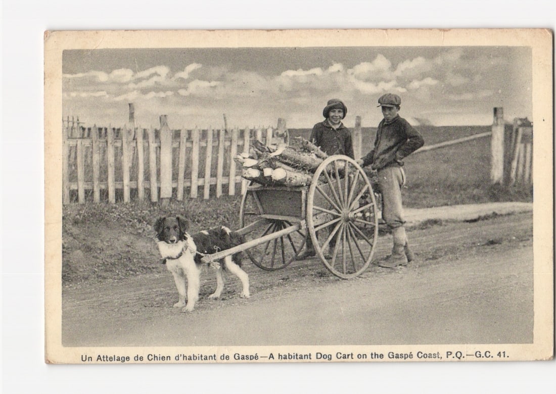 Habitant Dog Cart on the Gaspe Coast, Quebec, Canada, early 20th-century photographic postcard (1 of 2)