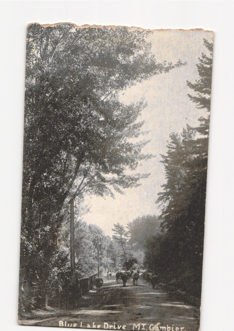 Blue Lake Drive, MT. Cambier, featuring horse-drawn vehicles, early 20th-century postcard.: A real photo postcard (RPPC) captures a sepia-toned scene of Blue Lake Drive, featuring a tree-lined dirt road where several horse-drawn carriages travel away from the viewer. Tall, dense trees with f