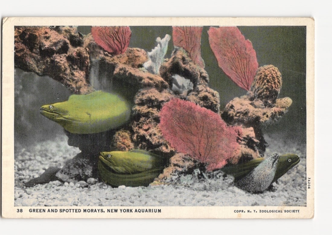 New York Aquarium postcard: Green and Spotted Morays in a detailed underwater scene. (1 of 2)