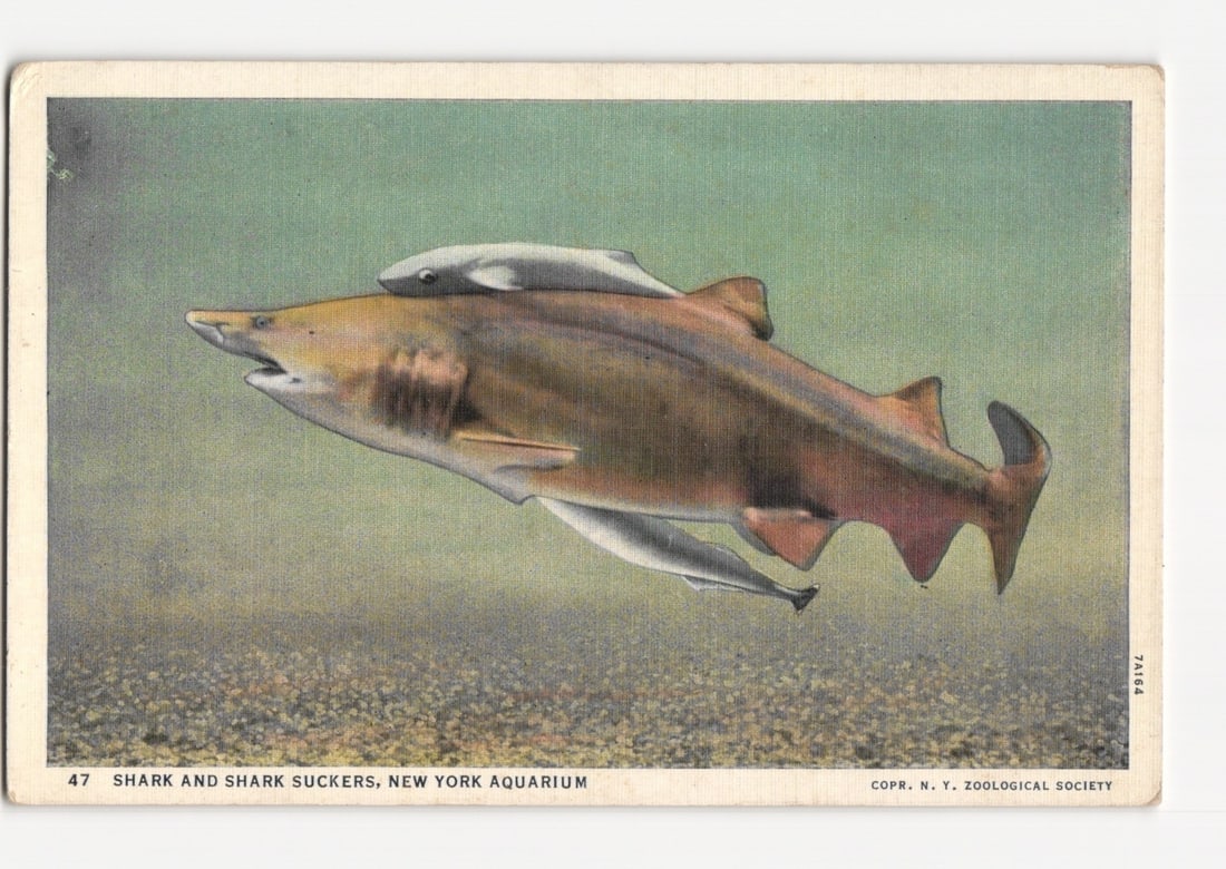 Illustrated postcard of Sand Shark with Shark Suckers, New York Aquarium, mid-20th Century (1 of 2)
