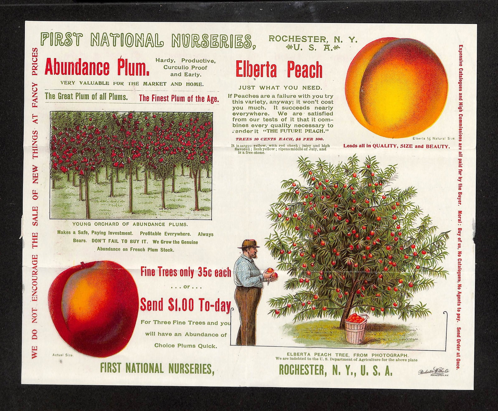 First National Nurseries Rochester NY C.1895 Price List: Fruit Trees, Berries & Ornamentals: A two-page printed nursery broadside, recto and verso, from First National Nurseries of Rochester, New York, dated circa 1895. The recto showcases large color illustrations of 'Elberta Peach' and 'Abu