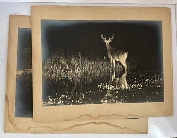 2 Antique LARGE George Shiras Wildlife Deer Photographs