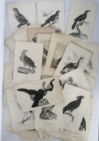 Large Lot of 19th Century Griffith Engravings of Birds Animals G. Kearsley