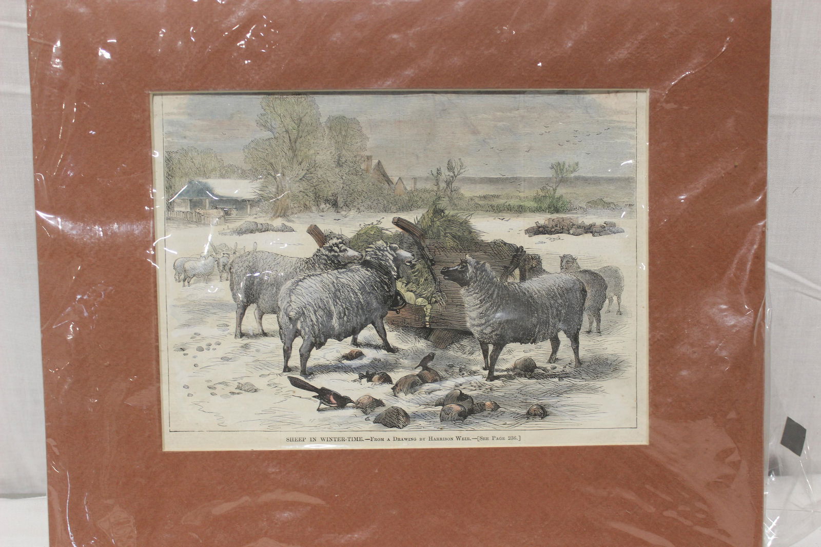 47 SHEEP PRINTS AND PHOTOGRAPHS (1 of 9)