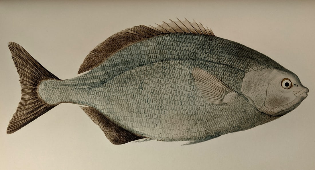 [ART, NATURAL HISTORY] Drawings of Fishes from Captain Cook's Voyages (1 of 4)