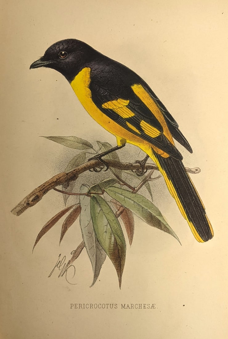 [NATURAL HISTORY, EXPLORATION] Cruise of the Marchesa: F. H. H. Guillemard The Cruise of the Marchesa to Kamschatka & New Guinea with Notices of Formosa, Liu-kiu, and Various Islands of the Malay Archipelago (2 Volumes) London: John Murray, 1886.First Edi