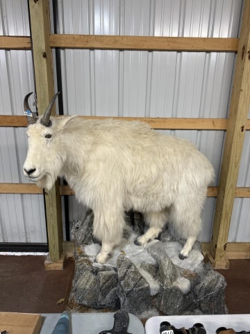 Life size mountain Goat taxidermy