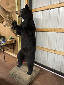 Life size Black Bear taxidermy ca. 6’ tall