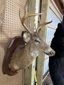 Deer mount taxidermy