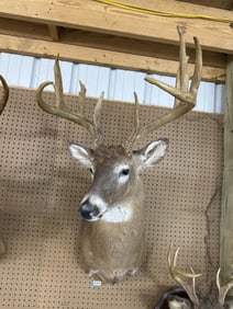 Deer mount taxidermy