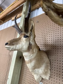 Deer mount taxidermy
