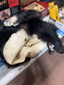 Bear skin