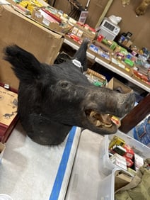 Wild Boar taxidermy mount