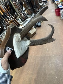 Deer mount