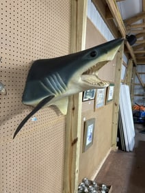 Shark mount taxidermy