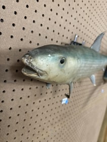 Gosh mount taxidermy