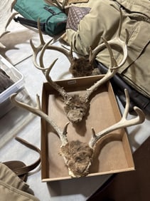3 Deer antlers