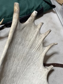 Moose antler 30" wide