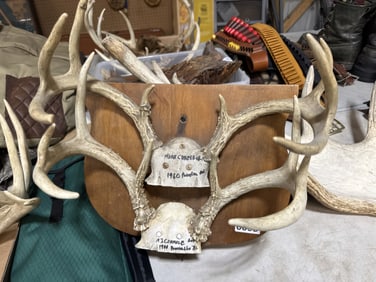 Vintage double deer wall mount