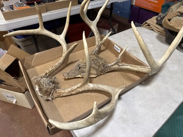 2 deer mounts antlers