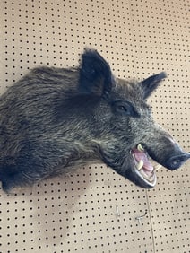 Wild Boar Mount