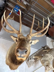 48-Inch Taxidermy Elk Mount